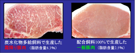 霜降り豚肉　一般豚肉